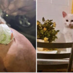 🔴Vallo. La gattina gettata nell’immondizia è stata adottata a Roma